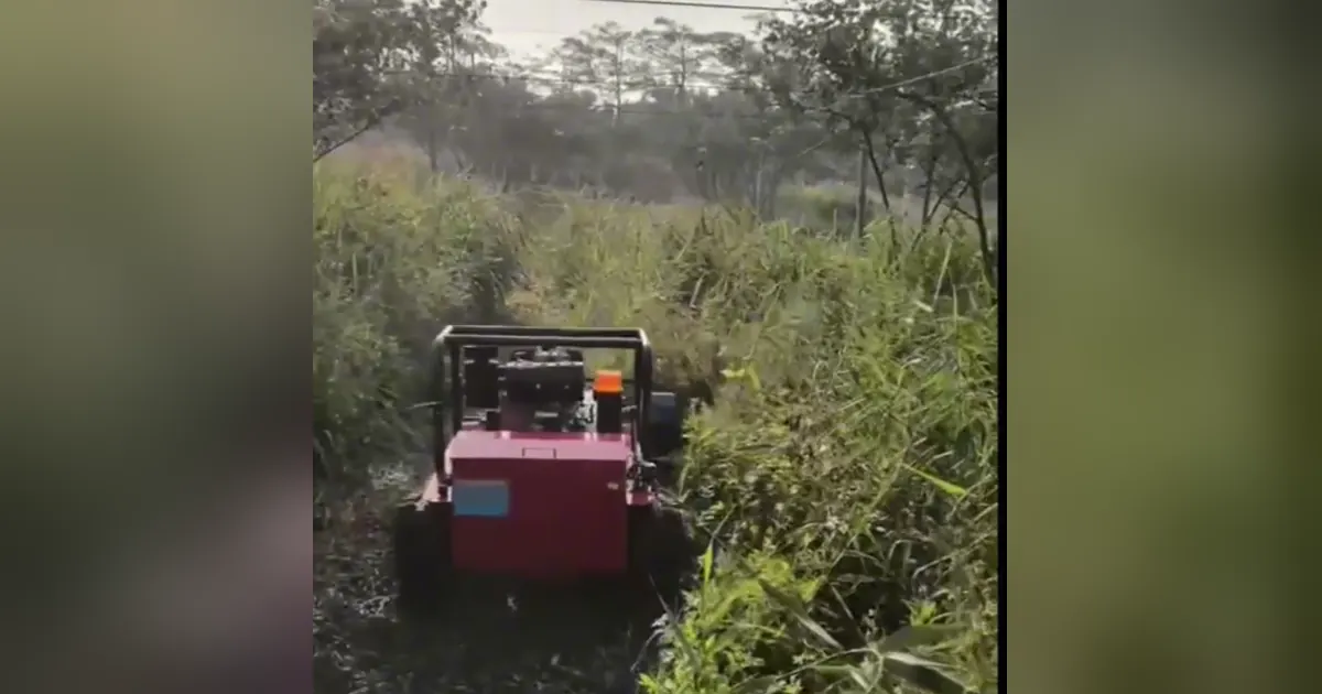 Remote-controlled tracked mower clearing tall weeds in a narrow orchard lane